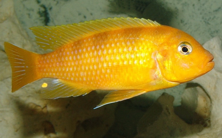 Maylandia lombardoi 'Mbenji Island'